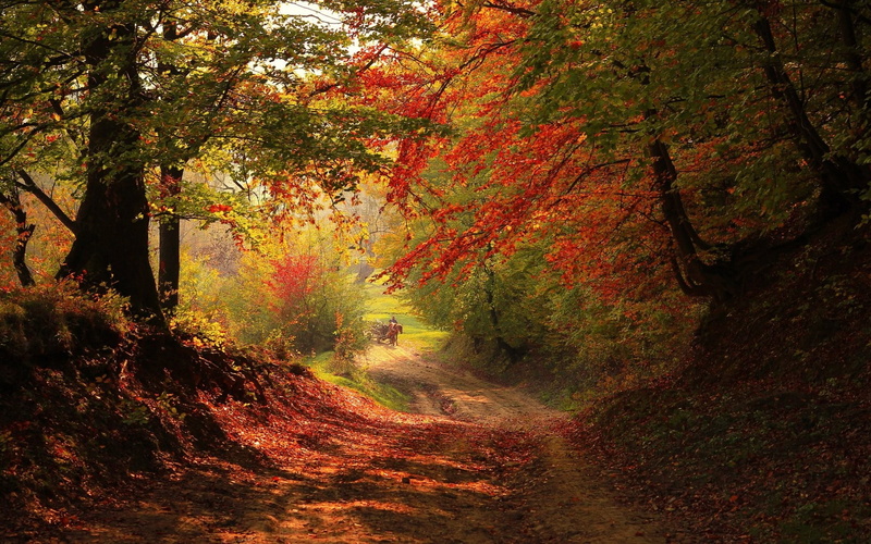 direction, autumn collection, green Color, colors, bush, sunlight, leaf, scenics, branch, red, orange Color, yellow, road, vibrant Color, photo, maple Tree