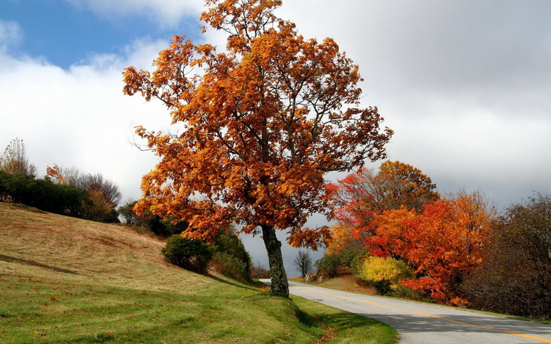green, non-Urban Scene, vibrant Color, woodland, season, multi Colored, autumn, sky, fall, gold Colored, asphalt, environment, forest, meadow, plant, colors