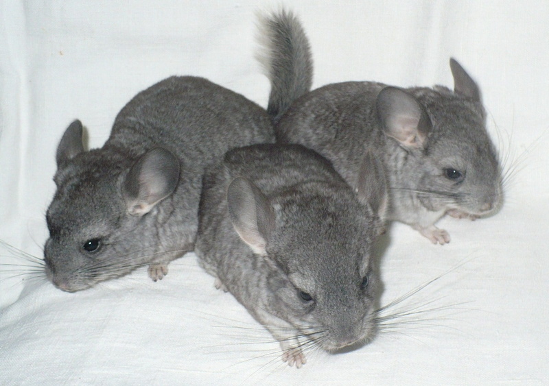 hair, animal Nose, close-up, studio Shot, young Animal, fur, animals And Pets, tail, animal, one Animal, cute, indoors, mammals, looking, gray, nature
