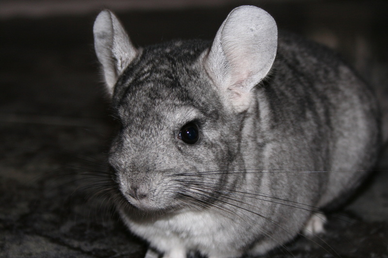 gray, photography, cute, one animal, animal eye, indoors, animal ear, animal body part, no people, roten, herbivorous, animal wildlife, rodent, chinchilla