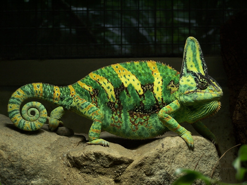720P, hd, animals, lizard, chameleon