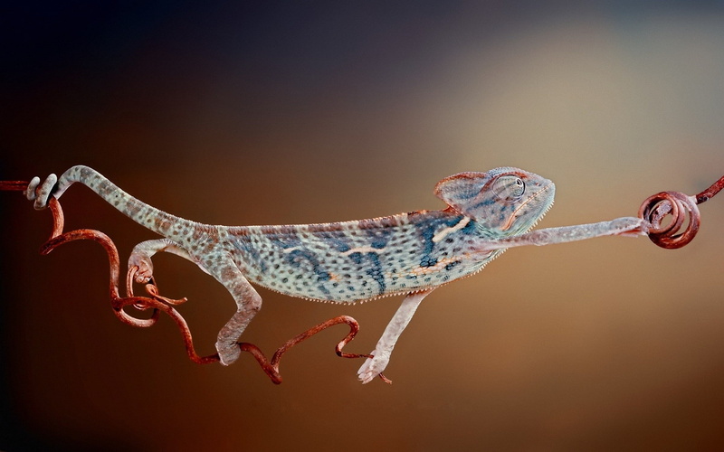 lizard, 1080P, hd, chameleon, animals