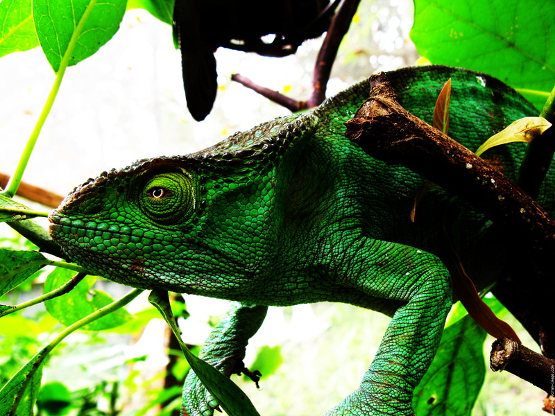 lizard, 720P, animals, chameleon, hd