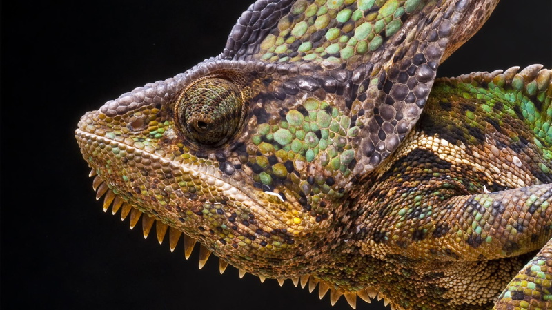 green, animals, chameleon, hd, lizard, cameleon, 1080P, brown