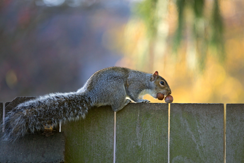5K, Squirrel, cute animals, funny