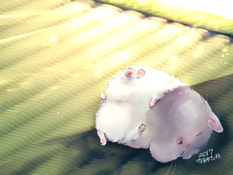 Anime, Hamster, 1080P, Cute, Sunlight, Original, Shadow