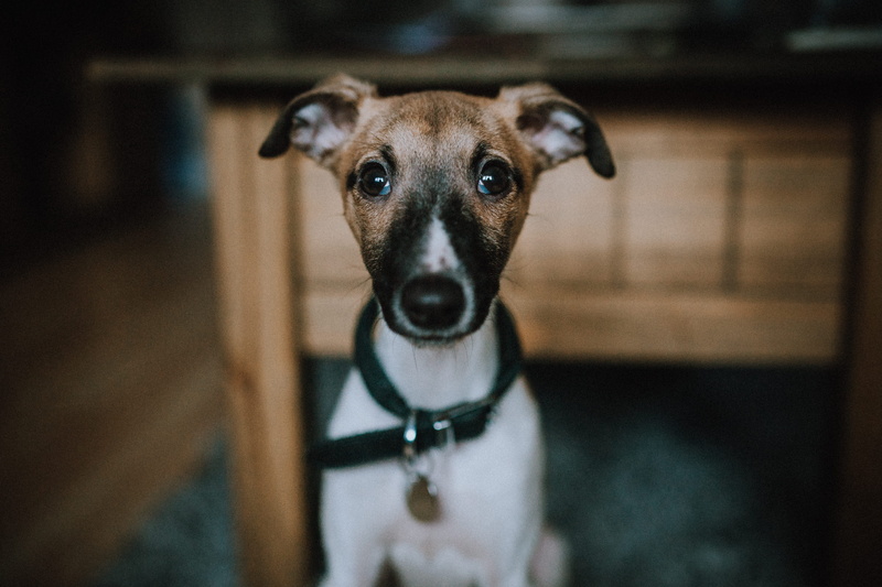 table, pets, vertebrate, photo, indoors, animal eye, domestic, white, one animal, beside, chihuahua - dog, terrier, portrait, tag, snout, shift, selective focus