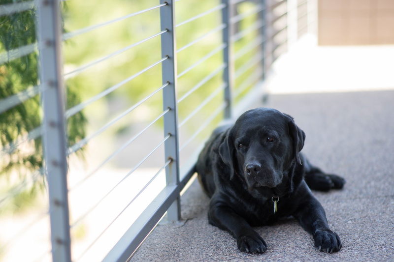 animals, day, dogtags, doggy, floor, happy, pedigree, nature, love, friend, focus on foreground, dog tags, railing, windows, canines, furry, pets, portrait
