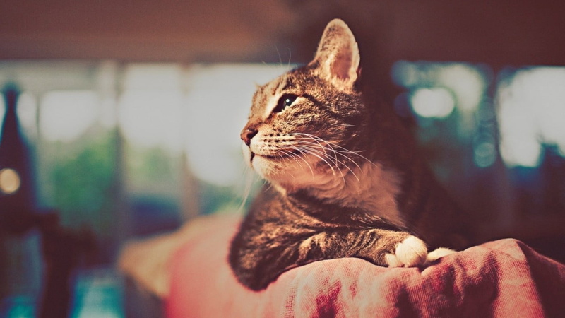 profile view, red, shallow, animals, mammal, looking away, domestic, one animal, closeup, vertebrate, textile, close-up, looking, selective focus, domestic cat