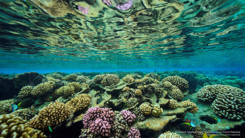 island, Ocean Life, fakarava, french, polynesia, reef, coral, tuamotus, 2K, group
