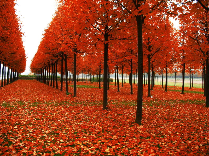 autumn collection, park - man made space, scenics - nature, no people, park, leaf, treelined, plant part, fall, plant, red, tranquility, trees, autumn