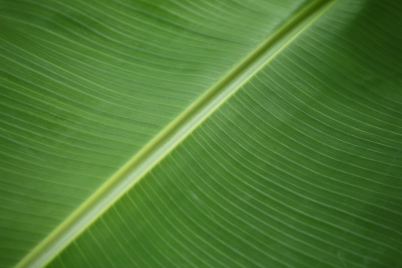 natural condition, plant, palm leaf, full frame, textured, growth, pattern, no people, agriculture, green, leaf vein, puerto rico, banana leaf, green color