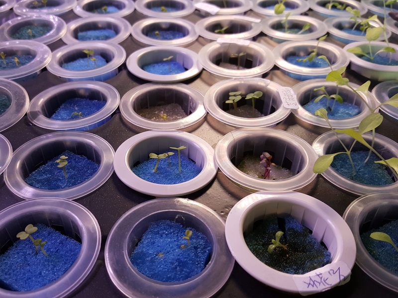 4K, backgrounds, side by side, plant, day, full frame, indoor, abundance, sunlight, outdoors, growth, hydroponic, large group of objects, no people, beansprout