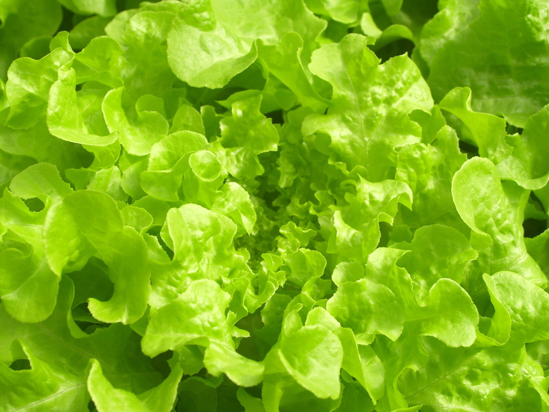 nature, environment, material, plant part, grow, young, good, wellbeing, fiber, leaf vegetable, Produce, growth, farm, healthcare, fried, organic, vegetarian food
