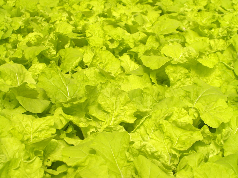 grow, agriculture, close-up, textured effect, produce, wellbeing, lettuce, healthcare, market, green color, fresh, nursery, environment, farming, vegetable