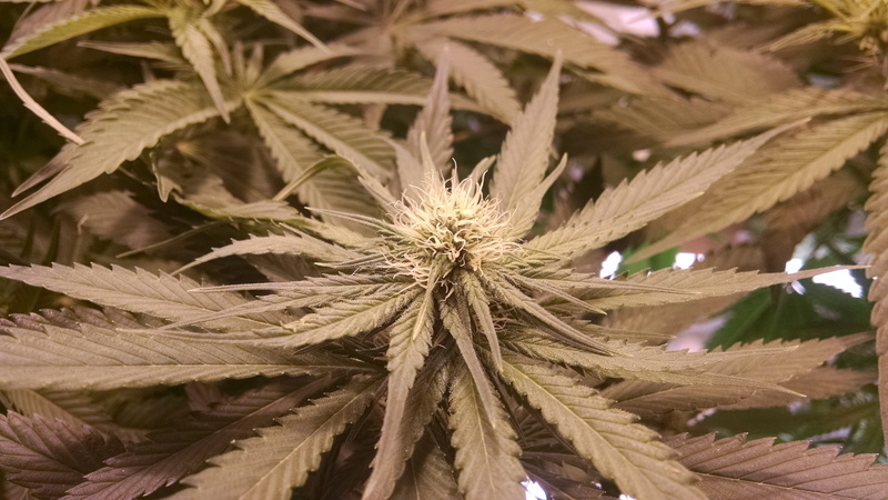 vulnerability, plant, close-up, growth, marijuana, fragility, leaf, weed, flower, cannabis, medical marijuana, beauty in nature, tranquility, hydroponic