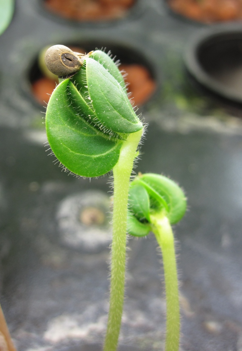 invertebrate, okra, produce, animal themes, agriculture, 2K, day, leafed, insect, selective focus, plant, technology, cultivate, animal, animal wildlife