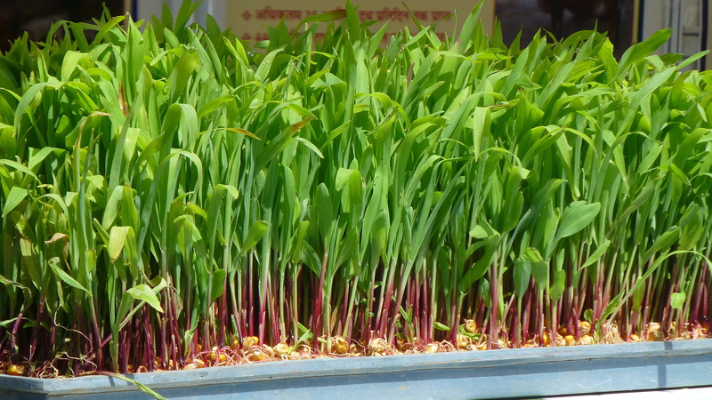 young leaves, vulnerability, day, nature, market, freshness, close-up, leaf, abundance, sprouts, plant, plant part, green color, maize, flowering plant