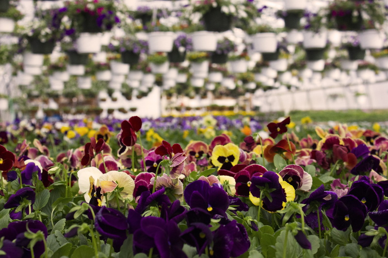 green, field, blossom, viola, focus on foreground, petal, Nature, spring, yellow, production, tricolor, outdoors, violet, fragility, botany, agriculture