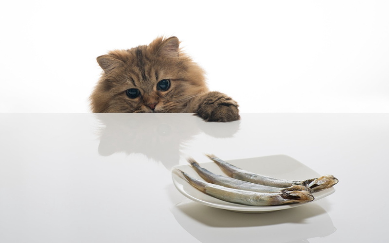 young Animal, vertebrate, white, no people, domestic Cat, mammal, paw, studio shot, sitting, small, purebred Cat, feline, copy space, food, table, white background