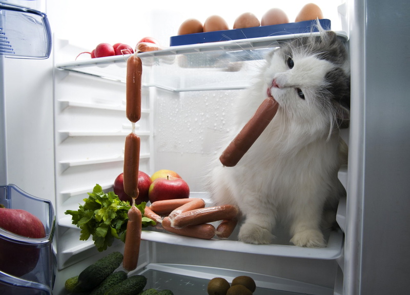 Pet, Humor, Cats, 1080P, Fridge, Sausage, Cat