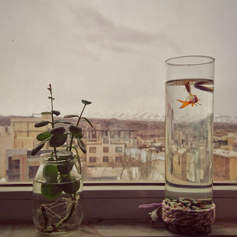 bird, transportation, jug, bike, jar, water, vehicle, window, animal, no people, nature, drink, food and drink, transparent, furniture, home decor, beverage