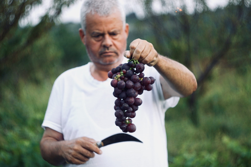 one person, people, kirazlı köyü, human, flora, farmland, farmers market, men, food, harvest, focus on foreground, adult, middle aged, fruit, cutting, 5K