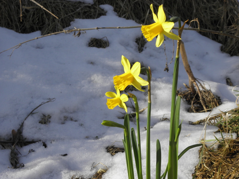fragility, winter, yellow, snow, daffodil, outdoors, flowering plant, flower head, petal, day, no people, land, flower, vulnerability, nature, beauty in nature