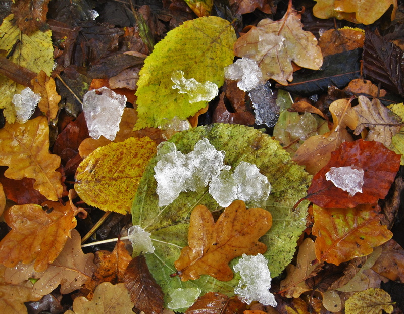 cold autumn, large group of objects, fall foliage, nature, plant part, cold season, beauty in nature, cold temperature, full frame, ice lumps, no people