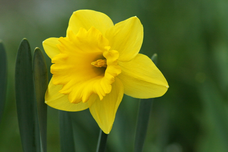 yellow, beauty in nature, flower head, focus on foreground, plant, growth, macro, 4K, garden, flower, close-up, spring, easter, no people, spring earlier