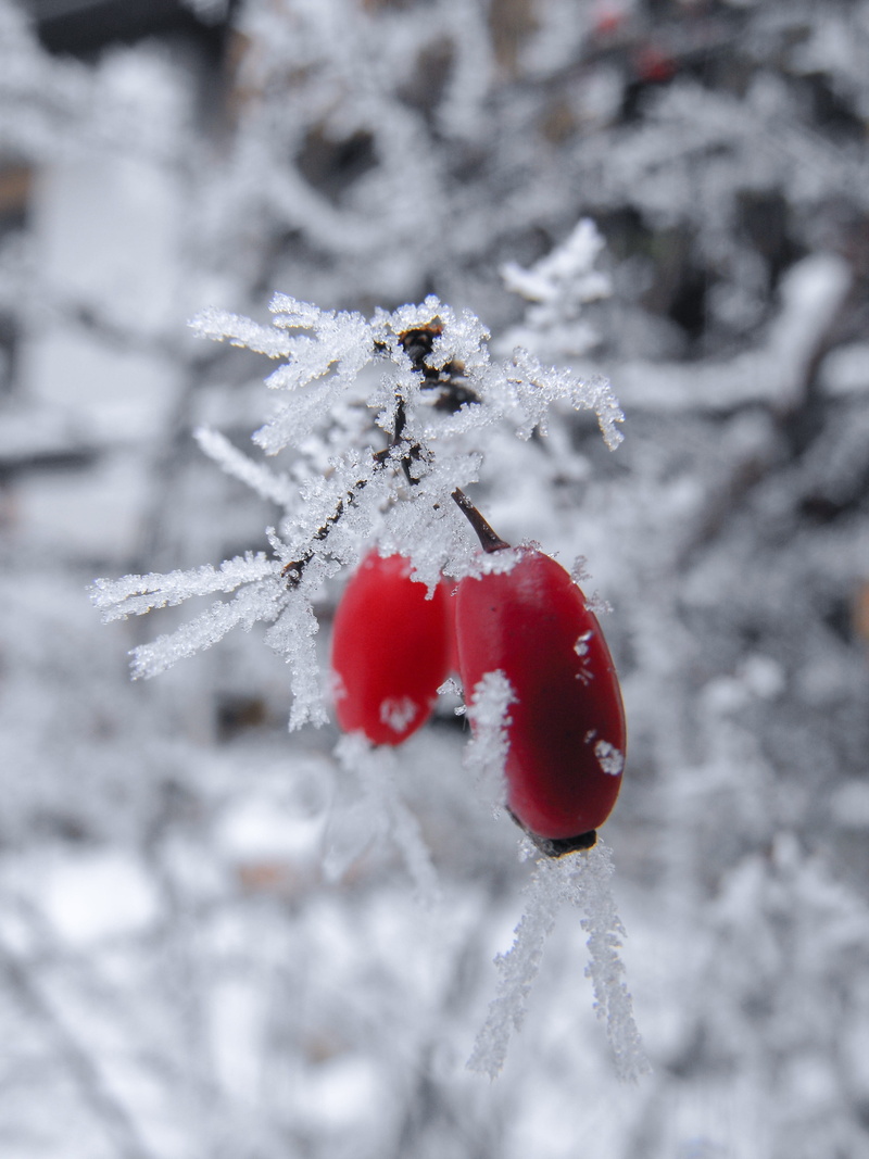 food, decoration, berry fruit, close-up, rose hip, red, beauty in nature, fruit, healthy eating, fizzy, day, extreme weather, rowanberry, frozen, 2K, cold