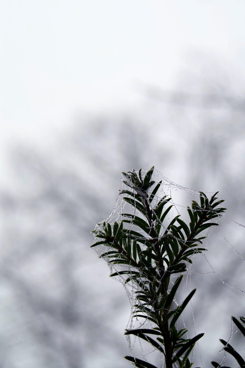 zers, frosty, outdoors, autumn, no people, plant part, frost, ice crystals, food, cool, coniferous tree, drops, sky, garlands, frozen, green color, hard rime