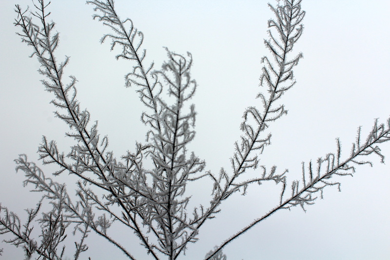 tranquility, dead, at the court of, nature, grass, cold, frozen leaf, scenics - nature, sky, low angle view, 5K, outdoors, day, bare tree, growth, february