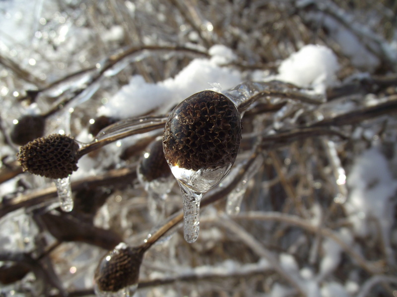 focus on foreground, ice, cold, day, plant, snow, nature, close-up, cold temperature, tranquility, tree, branch, beauty in nature, macro, outdoors, twig
