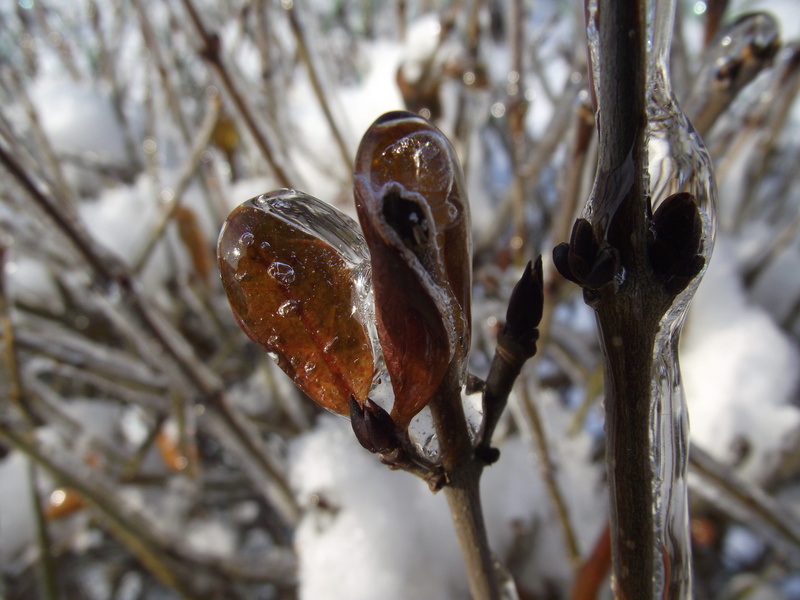 tree, outdoors, 4K, zers, icicle, frozen, ice crystals, glacial, selective focus, winter, growth, nature, snow, cold temperature, white, cold, plant, day