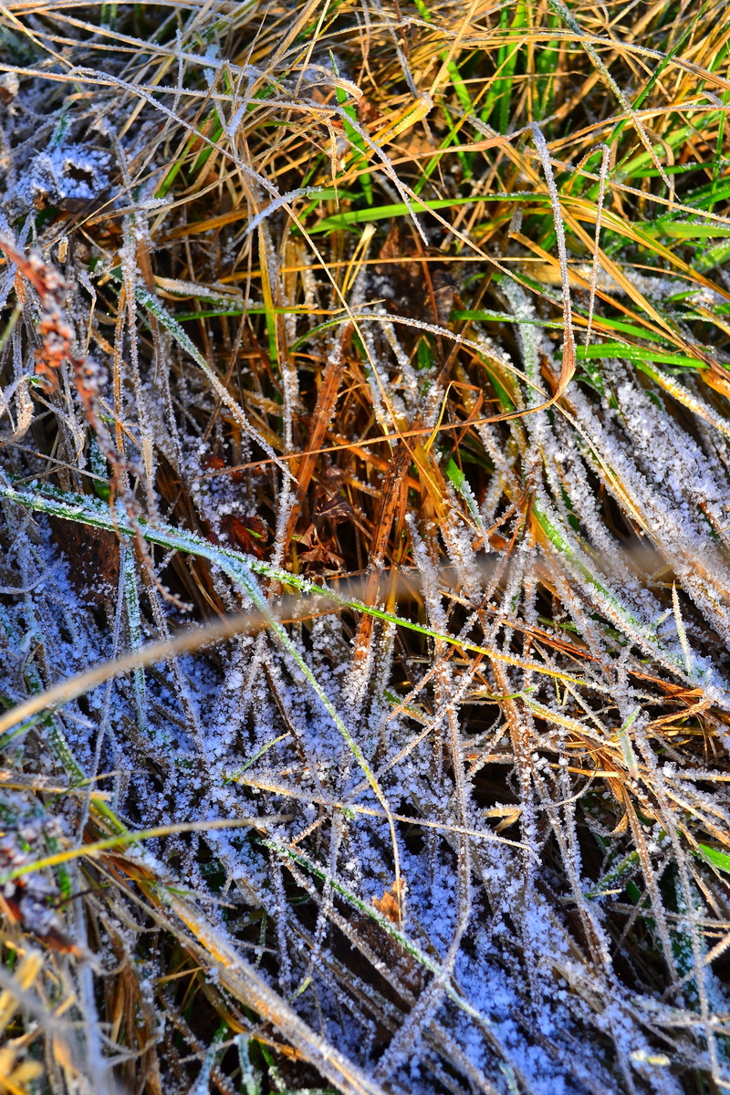 blade of grass, close-up, hard rime, plant, dry, 4K, winter, frost, nature, field, leaf, day, frosty, grass, selective focus, no people, cold temperature