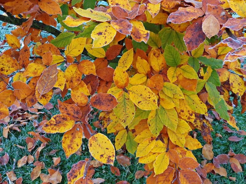 colors of autumn, foliage, maple leaf, growth, cold, plant, colors, outdoors, frost, zers, autumn gold, october, abundance, beauty in nature, seasons of the year