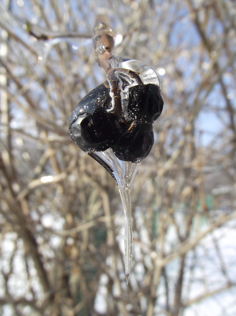 no people, ice crystals, Snow, focus on foreground, nature, Winter, snow, white, day, tree, 4K, outdoors, motion, zers, animal, vertebrate, animal themes