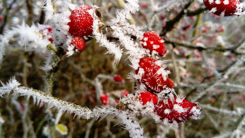 rowanberry, fruit, hard rime, bush, winter dream, fir tree, ice crystals, cold temperature, branches, winter, branch, winter photo, rhyme, fruits, growth
