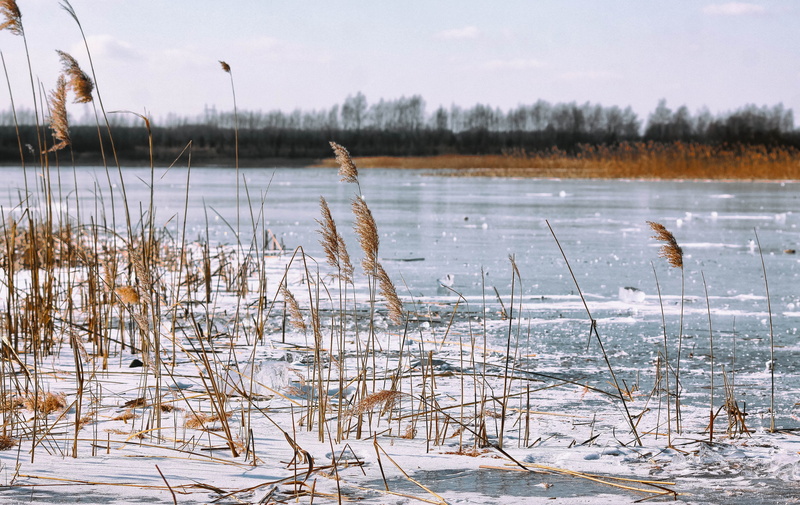 winter, ice, non-urban scene, lake, nature, 4K, snow, view, zers, plant, the purity of the, spacer, cold temperature, water, dead plant, monolithic part of the waters