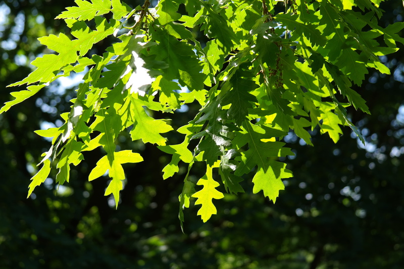 shine through, plant part, green color, close-up, tree, buchengewaechs, maple leaf, low angle view, Shine, ornamental, maple tree, plant, 5K, growth, light green
