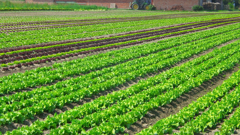 crop, soil culture, field, vegetables, agriculture, vegetable, rural scene, fieldwork, order, farm, food and drink, landscape, green, growth, environment