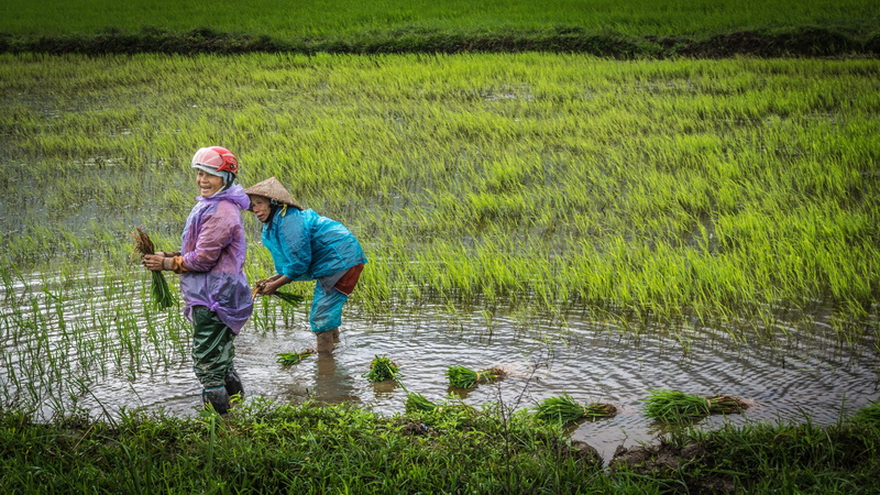 growth, landscape, outdoors, farm, women, green color, paddy, green, rice - cereal plant, nature, cheerful, rice paddy, work clothes, motorcycle helmet