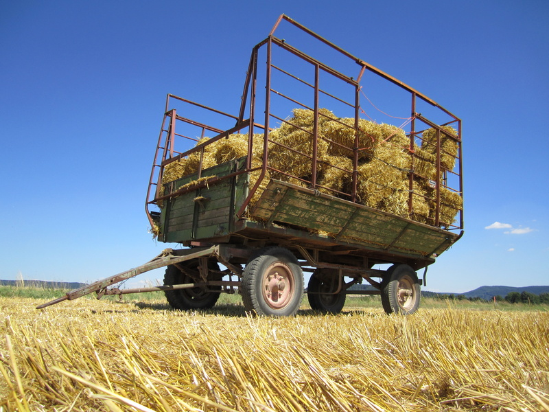 cereal plant, land vehicle, growth, rural, harvested, fieldwork, combine harvester, land, stubble, hay bales, nature, straw bales, plant, outdoors, bauer