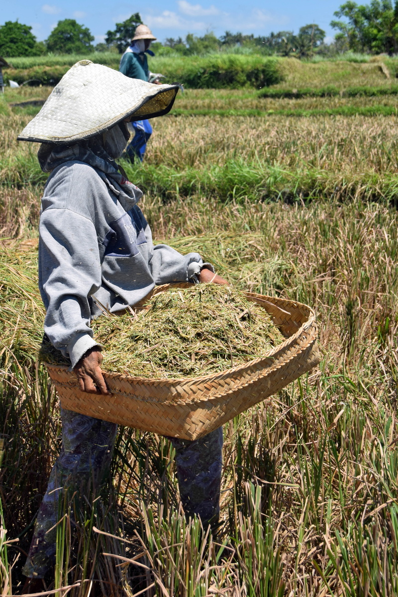 5K, bali, lifestyles, farmer, woman, field, rice harvest, farm, nature, day, growth, plant, bear, real people, farm worker, indonesia, hat, one person