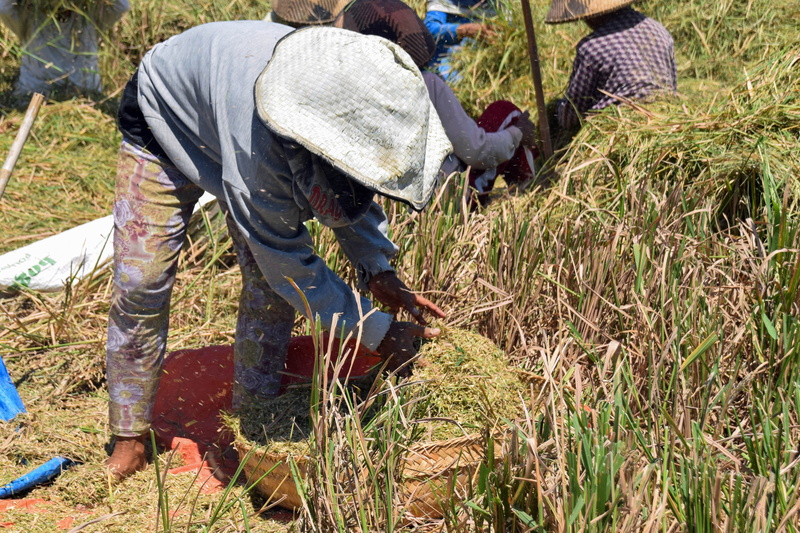 rice fields, plant, growth, land, working, harvesting, rubber boot, rural Scene, clothing, agriculture, gardening, farmer, woman, 5K, harvest, manual Worker