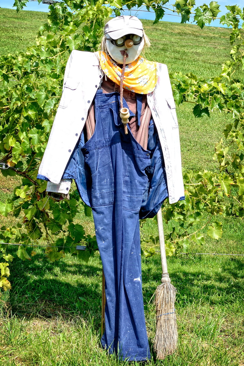 lifestyles, figure, bird control, casual clothing, silhouette, growth, green color, obscured face, agriculture, bird, nature, field, land, human, clothing