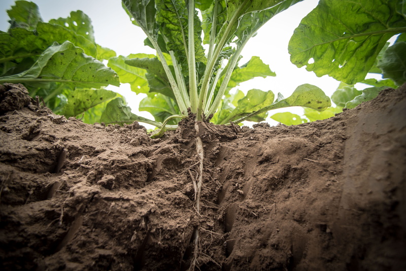 fieldwork, Agriculture, land, farm, rural scene, Sugar Beet, leaf, field, green color, arable, close-up, field order, plant, plant part, food, food and drink