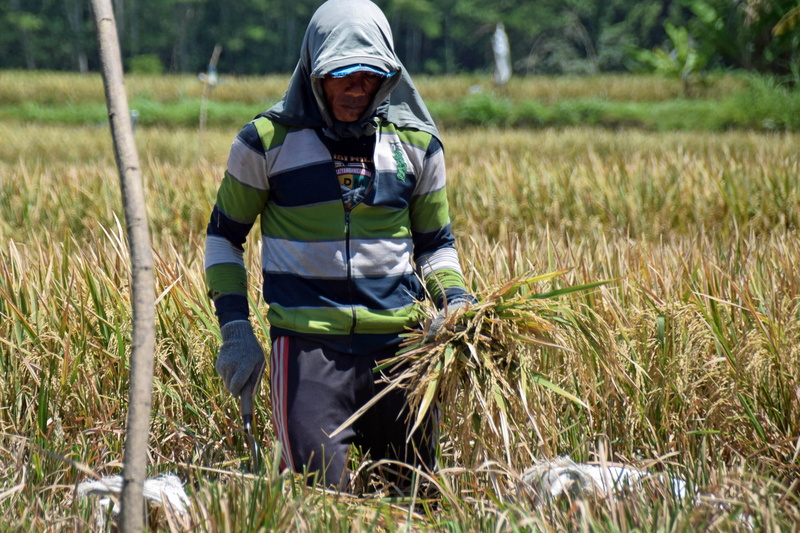fieldwork, farm, plant, casual clothing, harvest, day, farmer, grass, rice harvest, stick - plant part, nature, man, three quarter length, 4K, rice fields