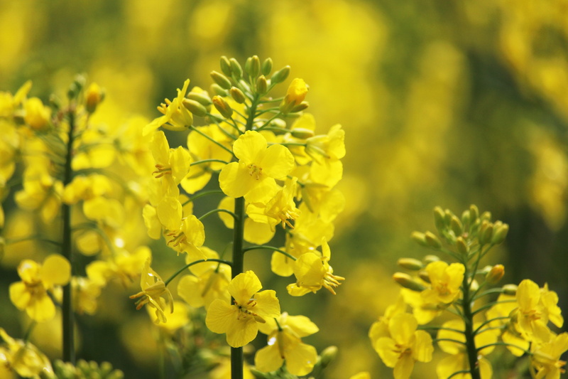land, field, landscape, oilseed rape plants, bright, day, agricultural economics, crop, field of rapeseeds, flower head, flowering plant, oilseed rape
